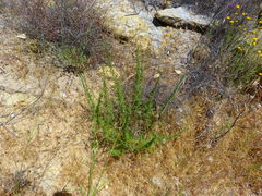 Deinandra minthornii