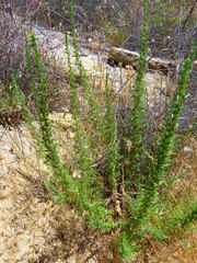 Deinandra minthornii