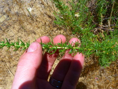 Deinandra minthornii