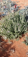 Scaevola parvibarbata