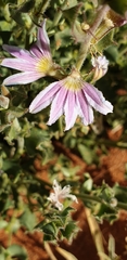Scaevola parvibarbata