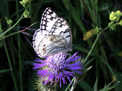 Melanargia arge