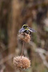 Bombus crotchii