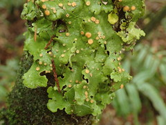 Sticta subcaperata