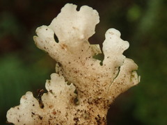 Sticta subcaperata