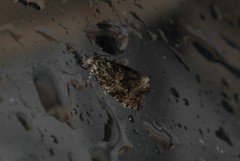 Syricoris