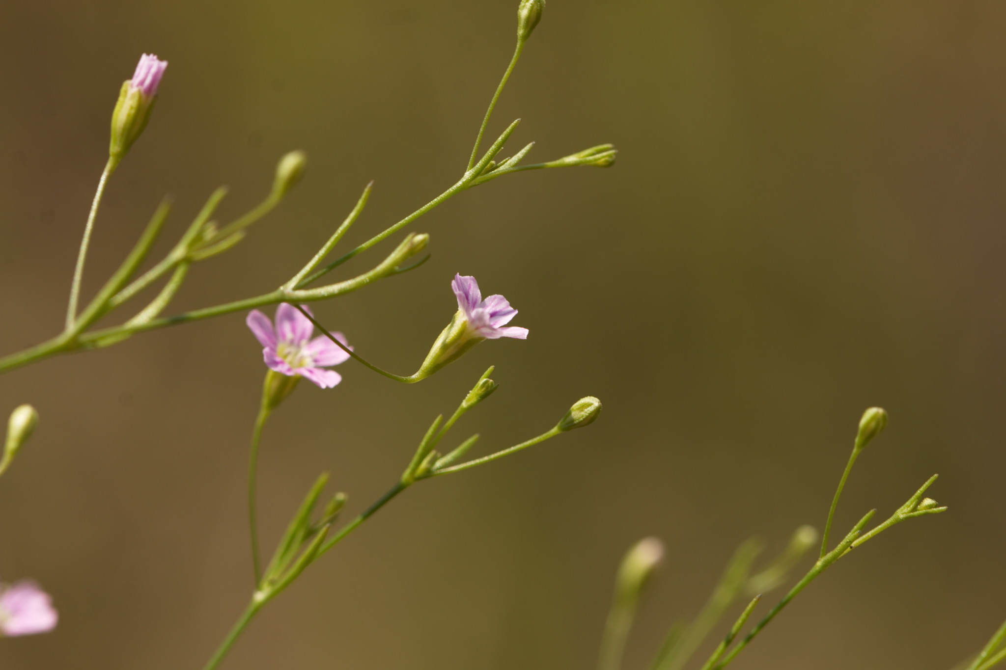Gypsophila muralis