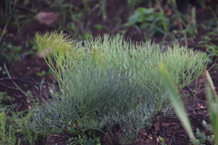 Nanobubon strictum