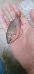 Trichopodus trichopterus