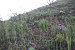 Nanobubon strictum