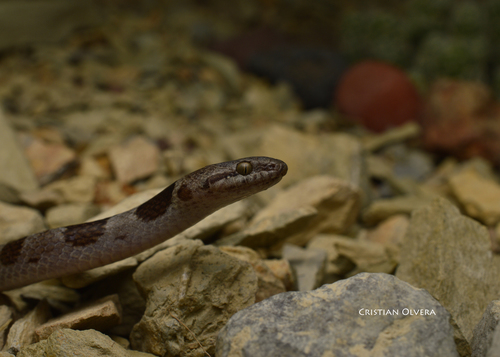Tanzer’s Night Snake