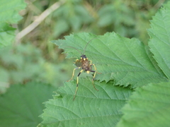 Amblyteles armatorius