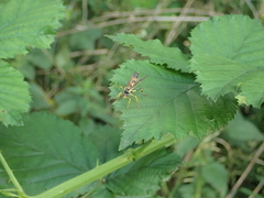 Amblyteles armatorius