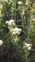 Origanum onites