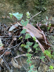 Leucopogon amplexicaulis