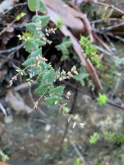 Leucopogon amplexicaulis