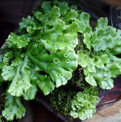 Marchantia polymorpha ruderalis