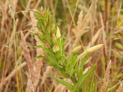 Oenothera