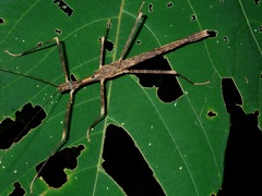 Asceles margaritatus