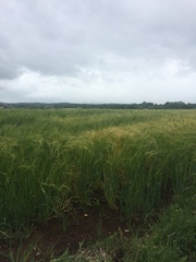Oryza