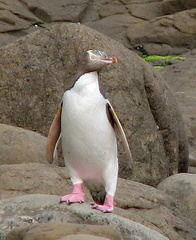 Megadyptes antipodes