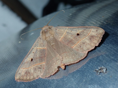 Red-lined Panopoda Moth photo 4