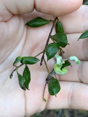 Grevillea mucronulata