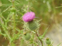 Cirsium vulgare