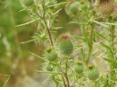 Cirsium vulgare