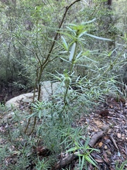 Prostanthera linearis