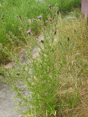 Cirsium vulgare