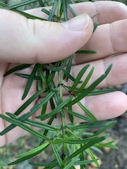 Prostanthera linearis