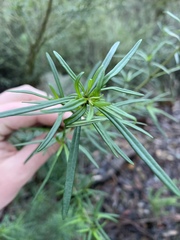 Prostanthera linearis