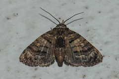 Chlumetia