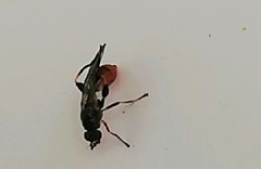 Sphegina