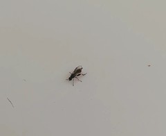 Sphegina