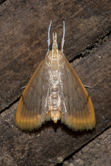 Lepidoplaga