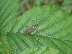 Nephrotoma cornicina