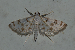 Parapoynx stagnalis