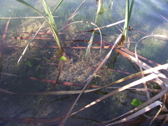 Potamogeton pusillus