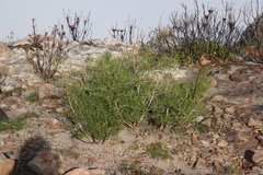 Asparagus lignosus