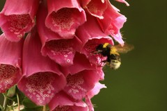 Bombus hortorum