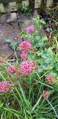 Centranthus ruber