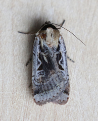 Parabagrotis formalis