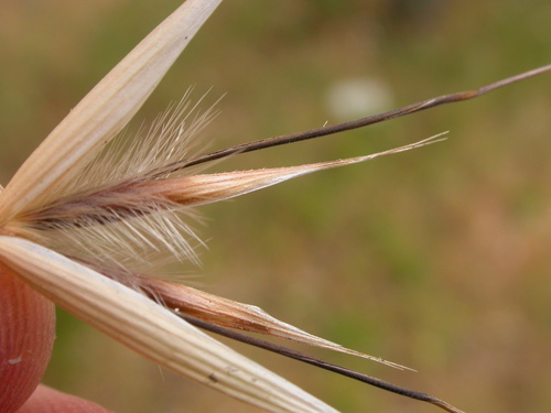 Avena barbata