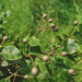 Pyrus cordata - Photo (c) Natural  England，保留部份權利CC BY-NC-ND