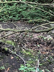 Troglodytes troglodytes