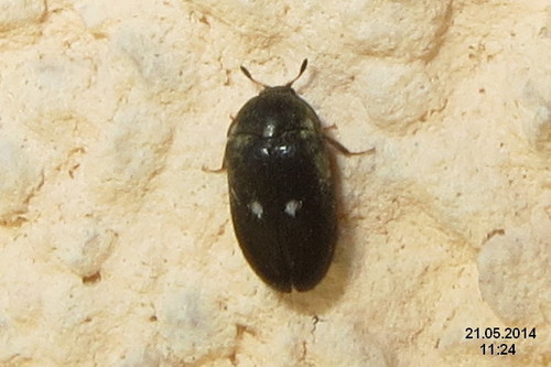 Attagenus pellio