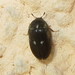 Two-spotted Carpet-Beetle - Photo (c) David Short, some rights reserved (CC BY)