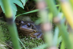 Rana temporaria